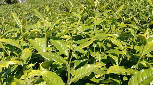 Start a Native Plant Nursery: 7 Steps for Beginners