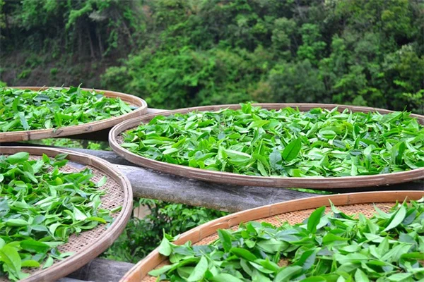 Start a Native Plant Nursery: 7 Steps for Beginners