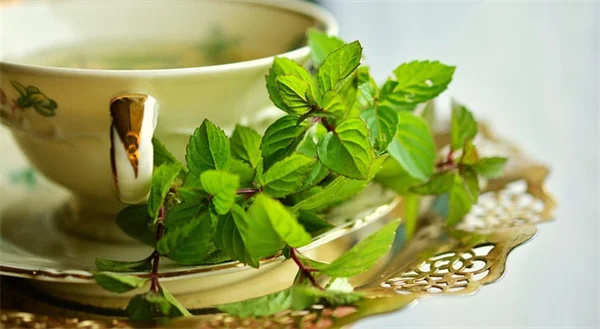 5 Snake Repelling Plants That Actually Work